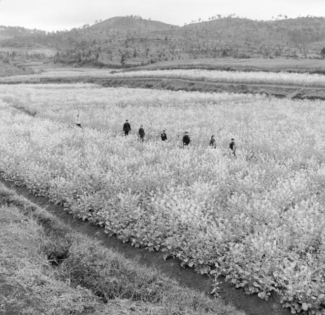 田地 户外 干草 油菜花田 水牛 其他 公牛 草地 动物 水田 秧苗
