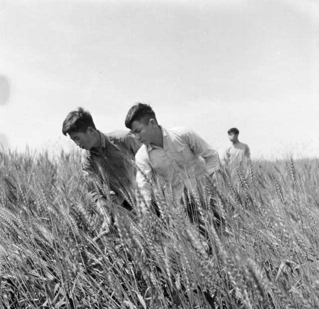 田地 户外 干草 油菜花田 水牛 其他 公牛 草地 动物 水田 秧苗