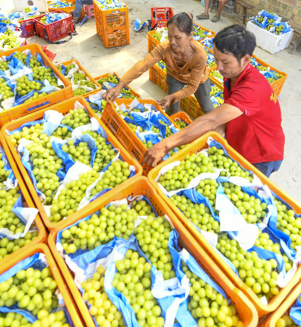 农业 葡萄 丰收