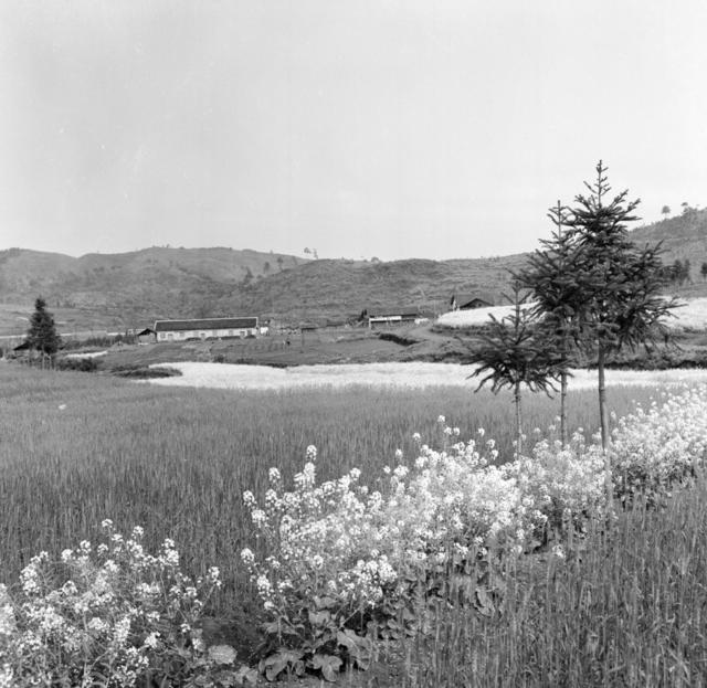 田地 户外 干草 油菜花田 水牛 其他 公牛 草地 动物 水田 秧苗