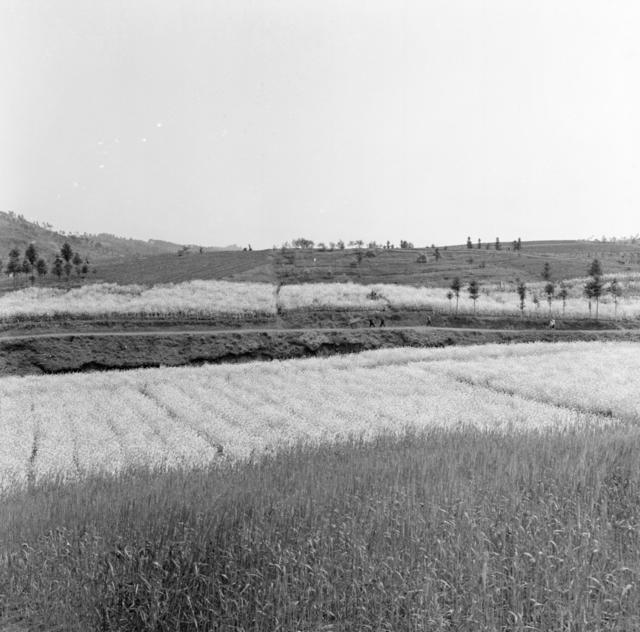 田地 户外 干草 油菜花田 水牛 其他 公牛 草地 动物 水田 秧苗