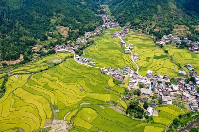 田地 公路 树林