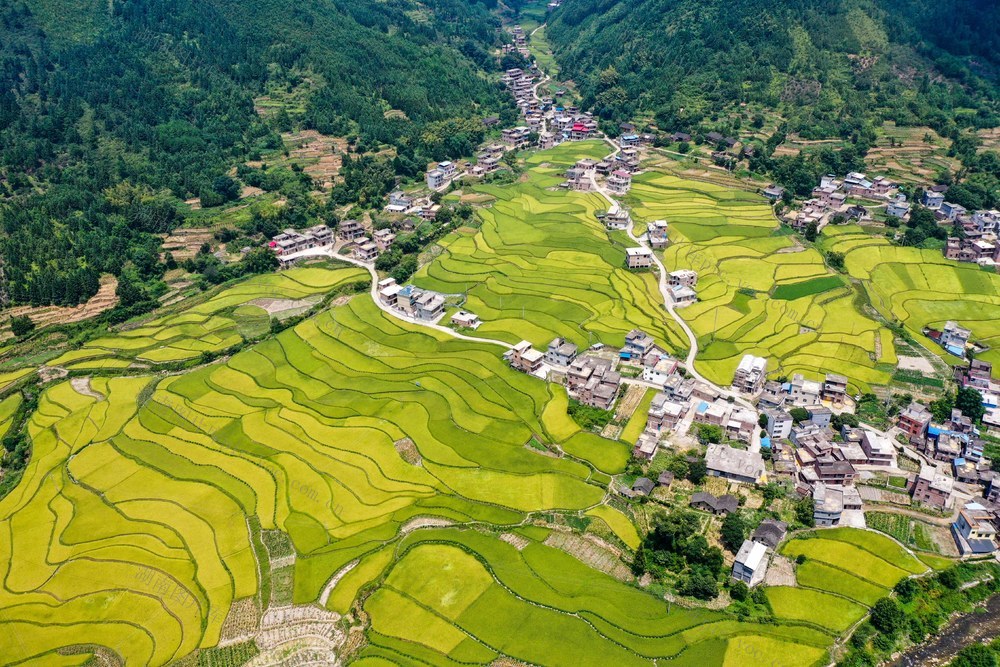 田地 公路 树林