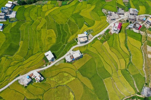 田地 公路 树林