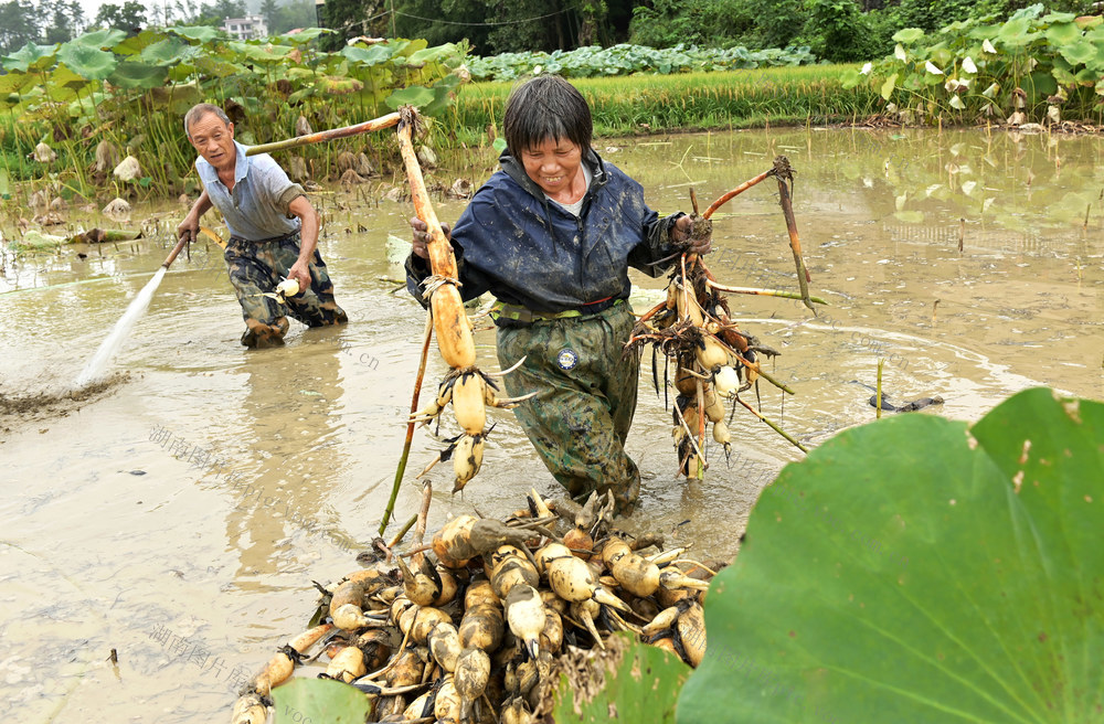 采收莲藕,,种植,,生态,,观光,,乡村振兴,,增收致富,,旅游,,乡村游,,现代农业,,产业,,水,,田园,,经济