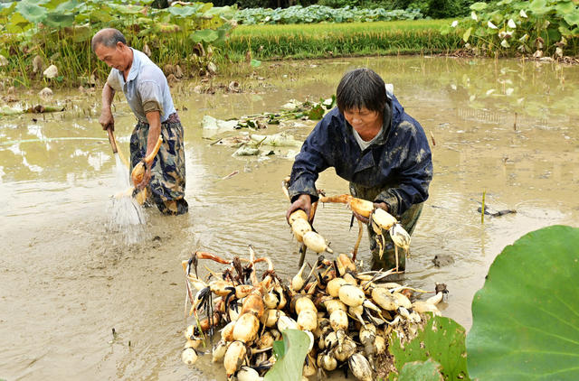采收莲藕,,种植,,生态,,观光,,乡村振兴,,增收致富,,旅游,,乡村游,,现代农业,,产业,,水,,田园,,经济