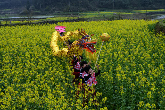 接 龙 舞 春 花 蹈 苗 景