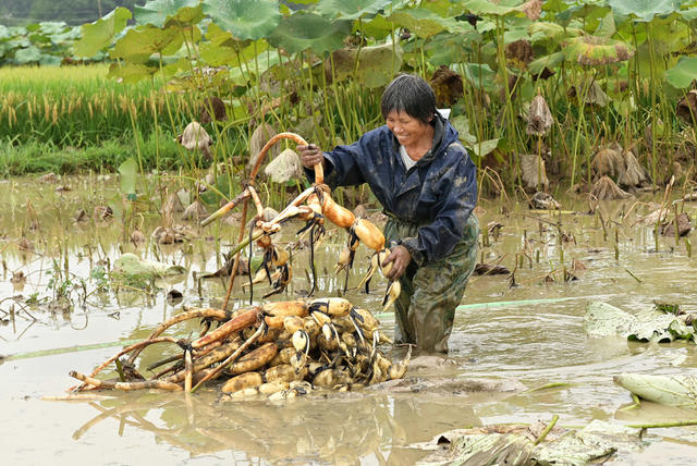 采收莲藕,,种植,,生态,,观光,,乡村振兴,,增收致富,,旅游,,乡村游,,现代农业,,产业,,水,,田园,,经济