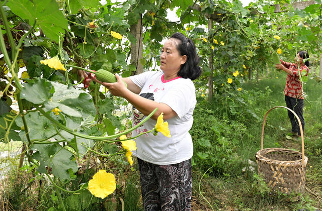 丝瓜  蔬菜  农业  农村  种植  产业  市场  农民增收  菜蓝子  菜地