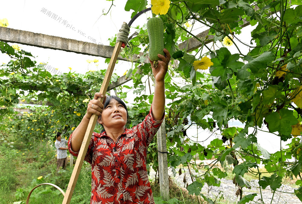 丝瓜  蔬菜  农业  农村  种植  产业  市场  农民增收  菜蓝子  菜地