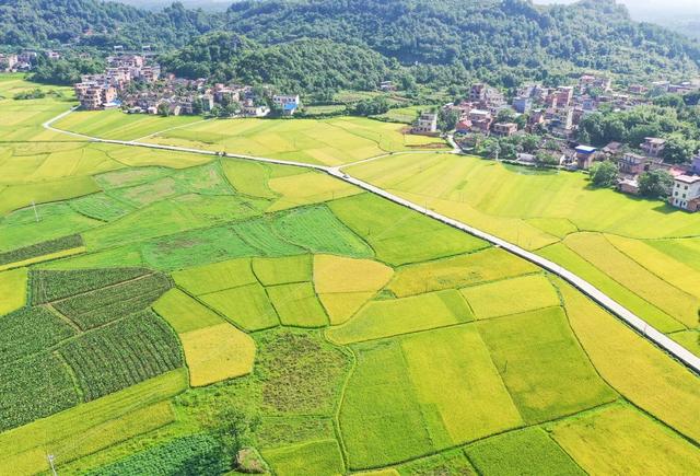 田地 户外 公路