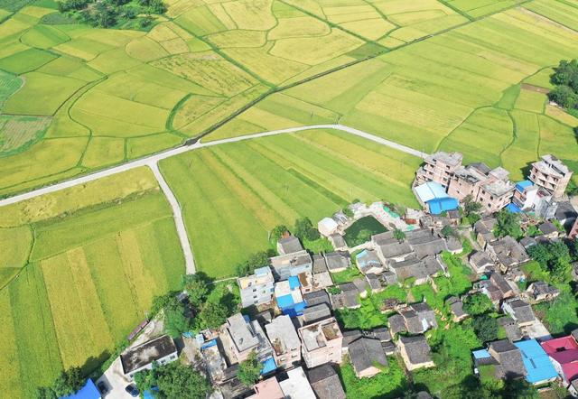 田地 户外 公路