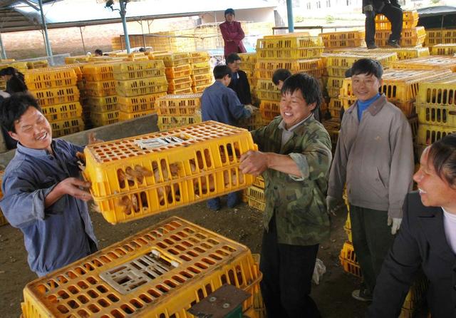 宁乡 养鸡场