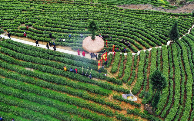  Tea offering and tourism integration village prosperity