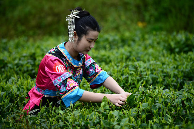 赛 采  展 茶 艺 摘 手 
