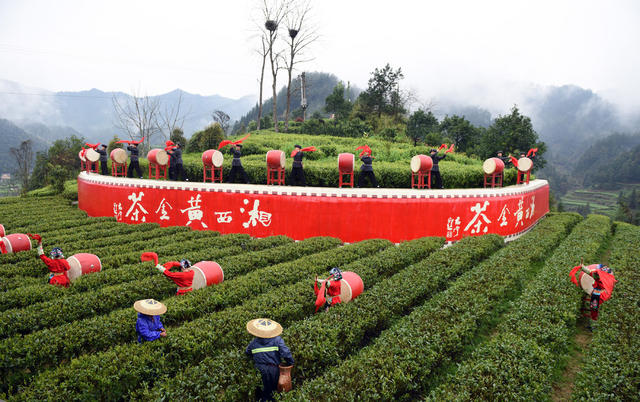 赛 采  展 茶 艺 摘 手 
