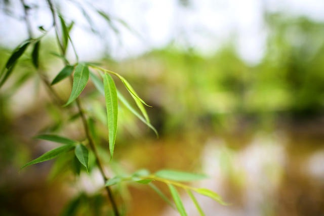 小河 湖 建筑 广场 室外 美女 草地 树林 植物 花 飞机