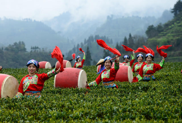 赛 采  展 茶 艺 摘 手 