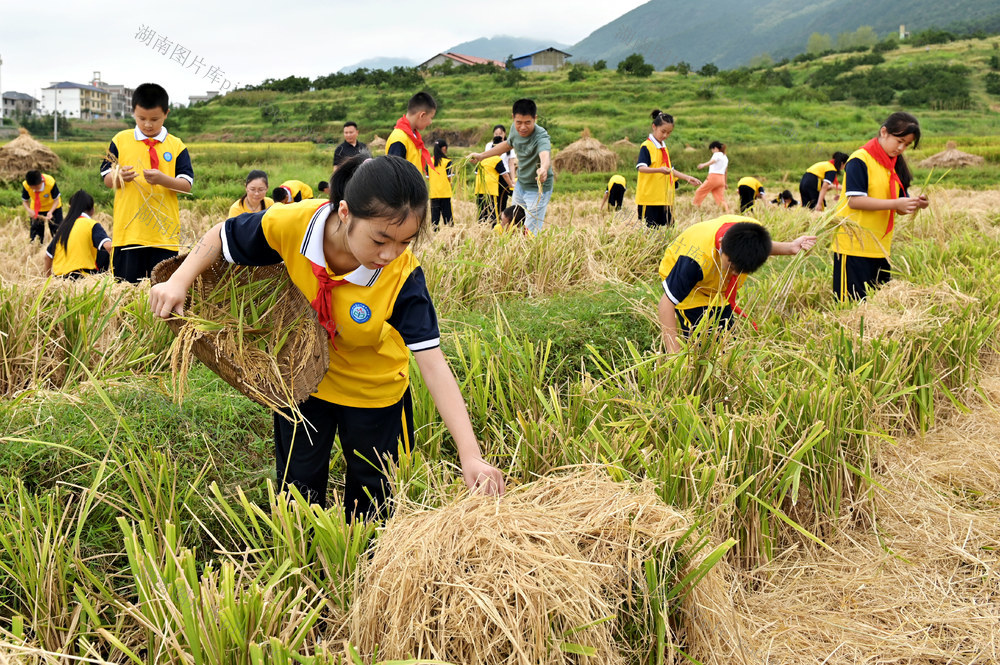 户外  田地 稻田  劳动 教育  学生  学校  拾稻穗  农村