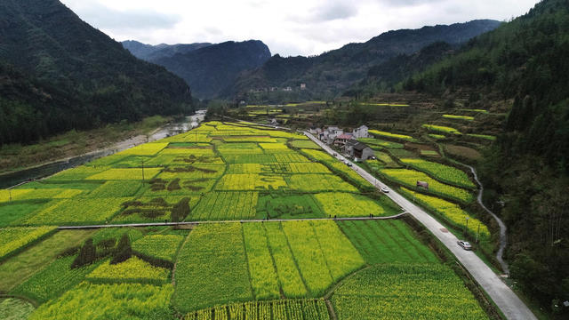 油 菜 花 开 乡 村 美