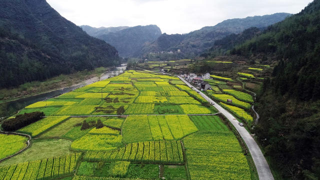 油 菜 花 开 乡 村 美