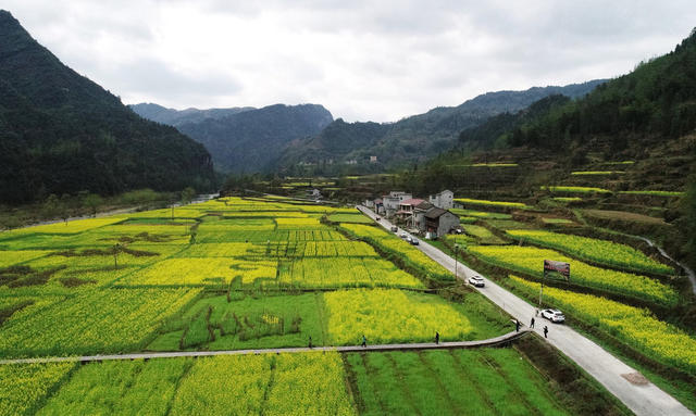 油 菜 花 开 乡 村 美