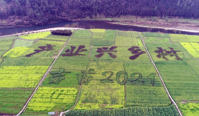 油 菜 花 开 乡 村 美