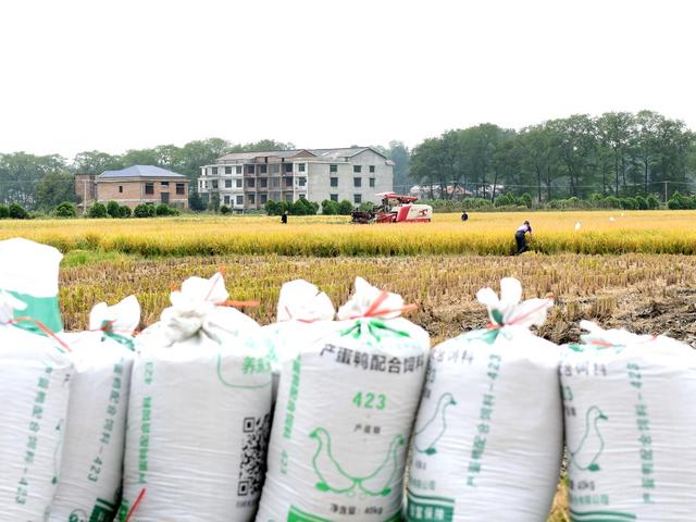 水稻  测产  丰收  高产  乡村振兴  统计 