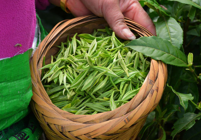 春 苗乡 茶农 采茶 忙