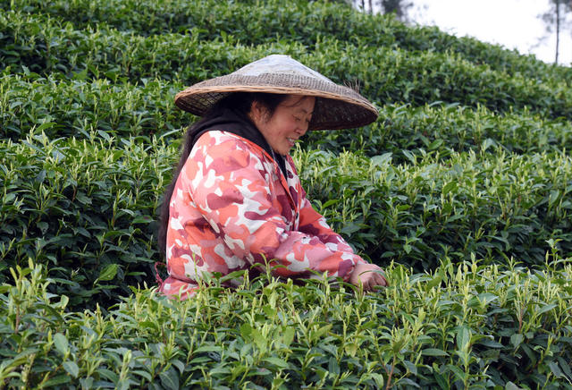 春 苗乡 茶农 采茶 忙