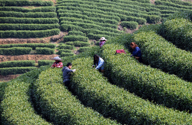 春 苗乡 茶农 采茶 忙