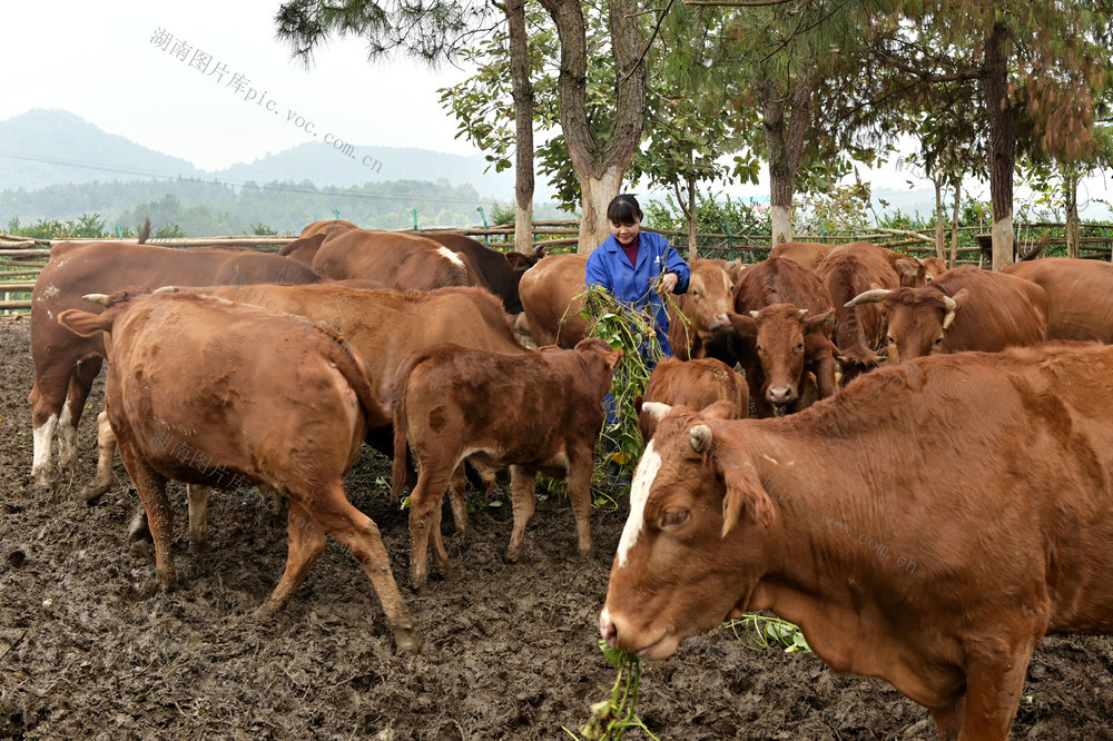 公牛 牛 养殖  畜牧  产业  农村  规模养殖  增收致富
