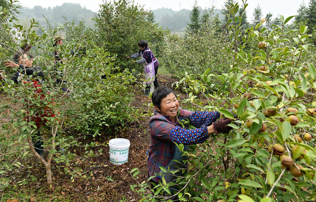 油茶  油茶基地 采摘  农业  农村  果农  农民 产业 