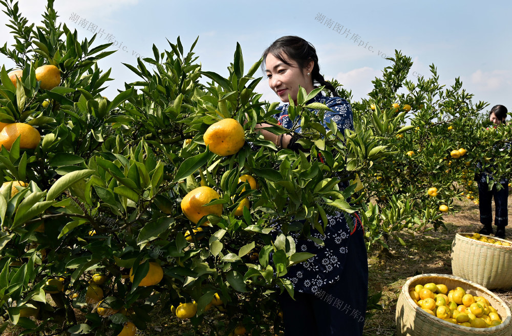 橘子   户外  采摘  果农  农村  农业  水果  柑橘  桔园