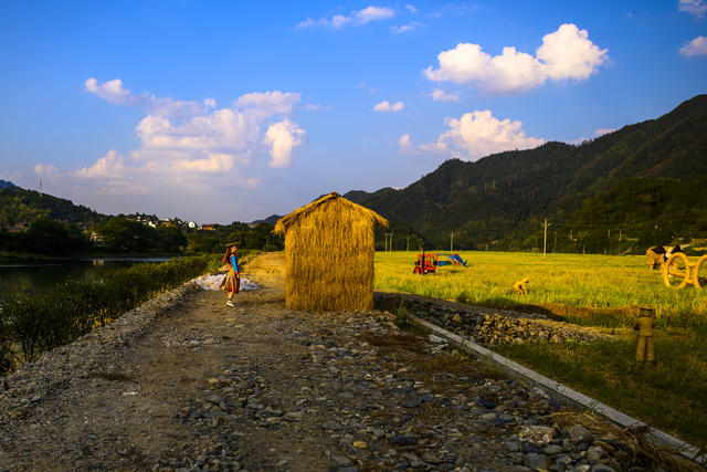 田地 户外 干草 草地 建筑 天空 油菜花田 动物