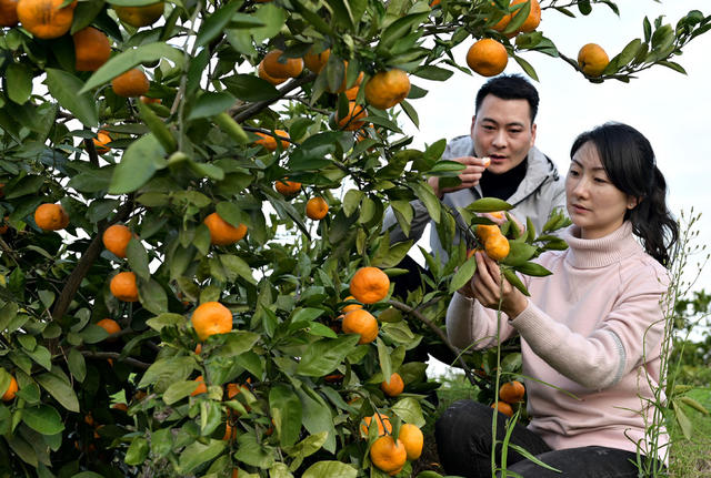 橙子橘子  农业  农村  水果  采摘柑橘  乡村旅游