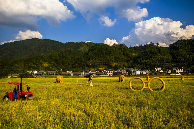田地 户外 干草 草地 建筑 天空 油菜花田 动物