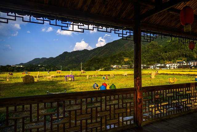 田地 户外 干草 草地 建筑 天空 油菜花田 动物