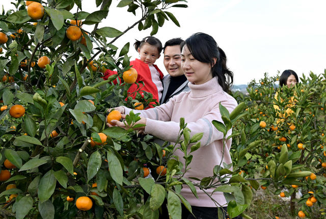 橙子橘子  农业  农村  水果  采摘柑橘  乡村旅游