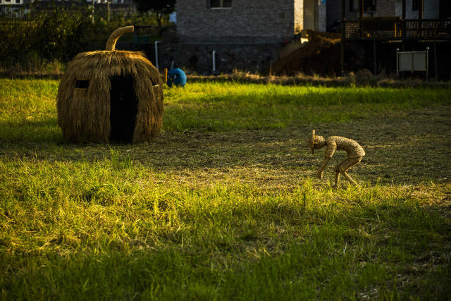 田地 户外 干草 草地 建筑 天空 油菜花田 动物