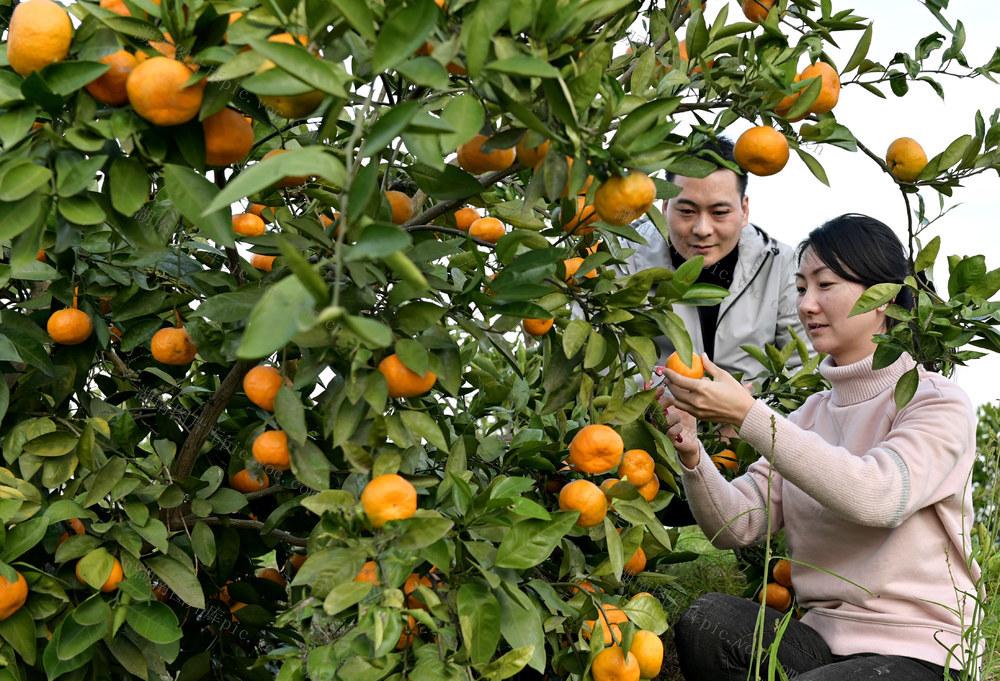 橙子橘子  农业  农村  水果  采摘柑橘  乡村旅游