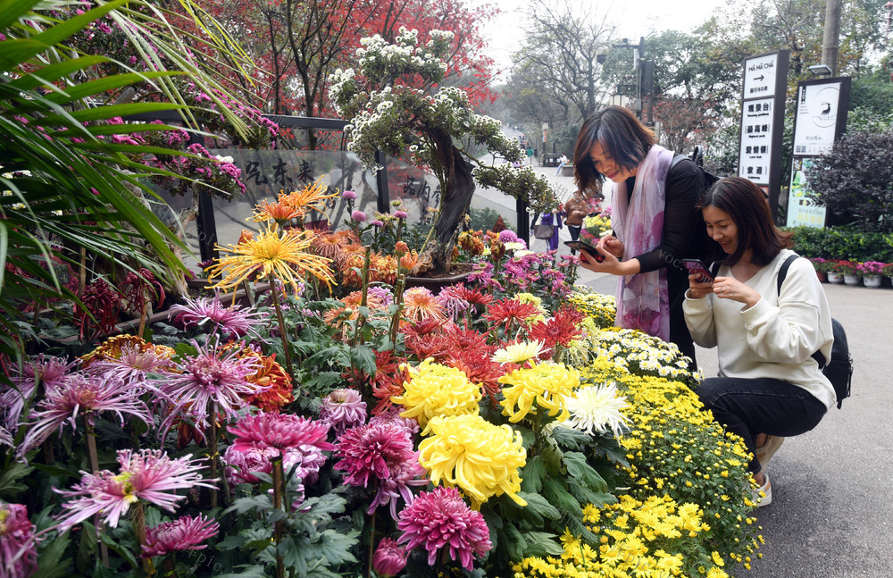 菊花  岳麓山