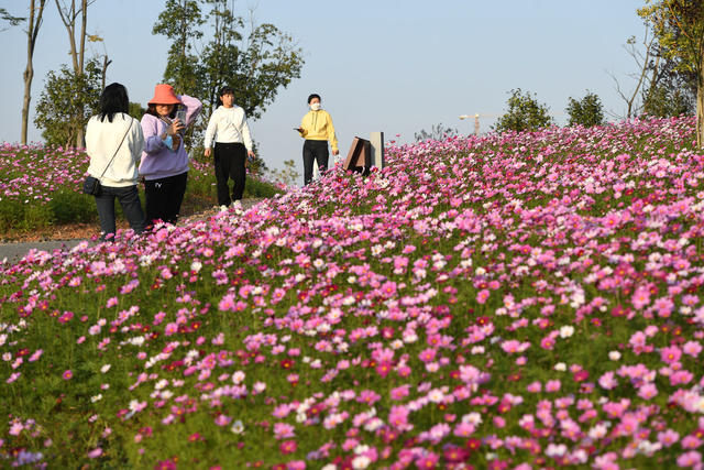 洋湖湿地公园  花海