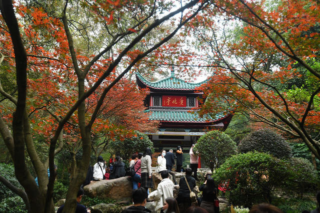 岳麓山   爱晚亭 红枫
