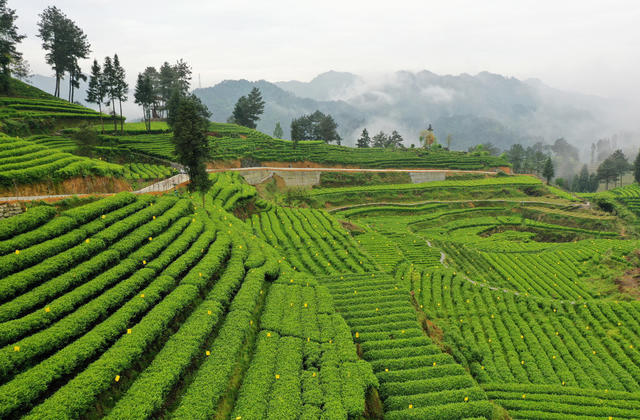 雾 升 茶园 美