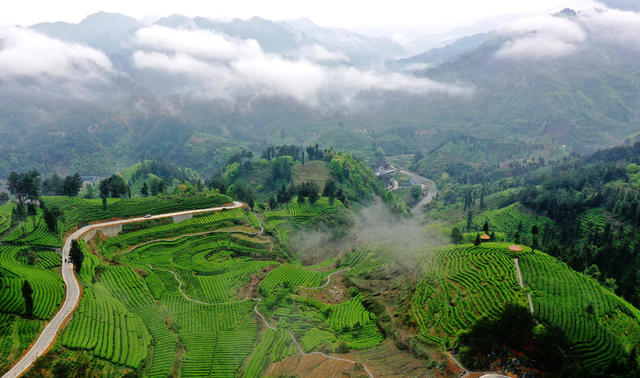  The beauty of misty tea garden