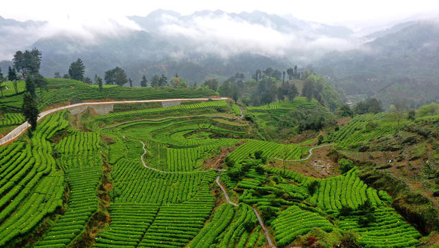 雾 升 茶园 美