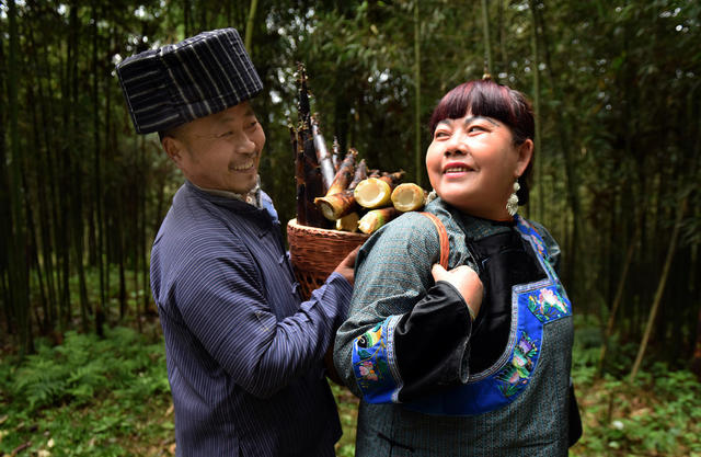 雷笋 种 采摘 致富
