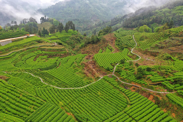 雾 升 茶园 美