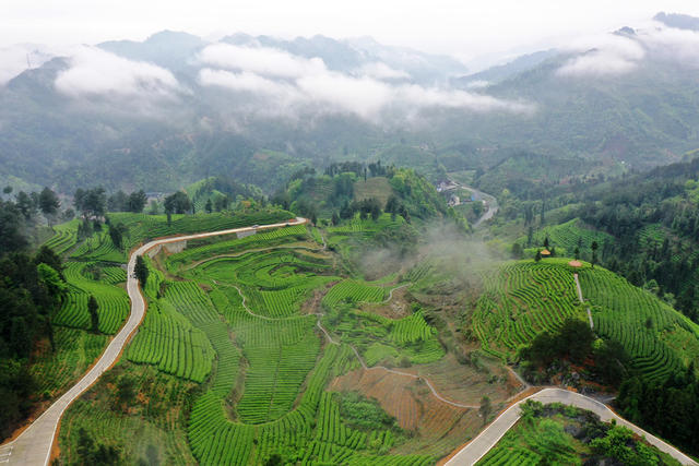 雾 升 茶园 美